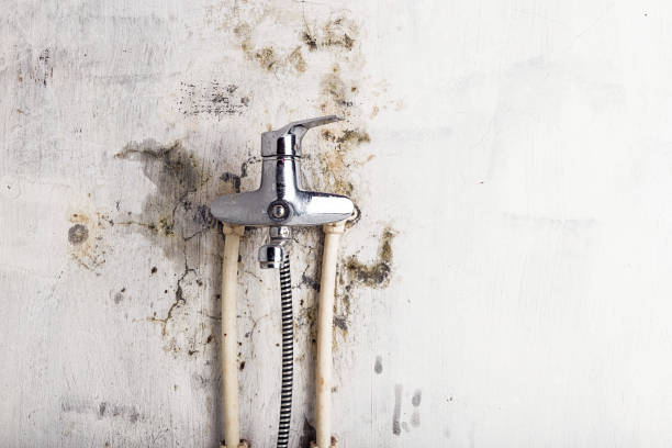 Best Mold Removal Near Me  in Nicholson, GA