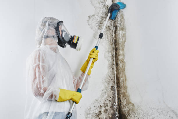 Best Residential Mold Removal  in Nicholson, GA