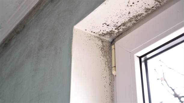 Mold Removal and Inspection in Nicholson, GA