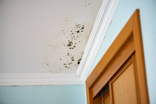 Best Water Damage Restoration  in Nicholson, GA