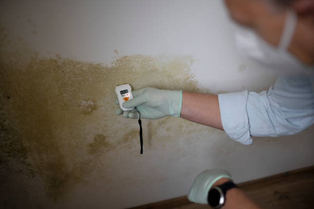 Best Certified Mold Removal  in Nicholson, GA