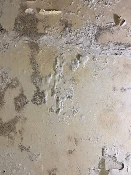 Best Professional Mold Removal  in Nicholson, GA
