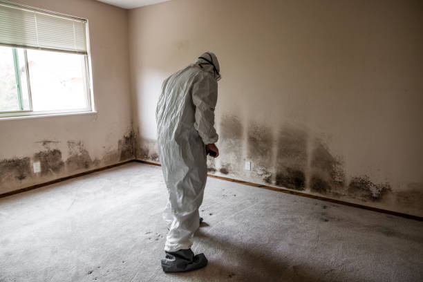 Best Fast Mold Removal  in Nicholson, GA