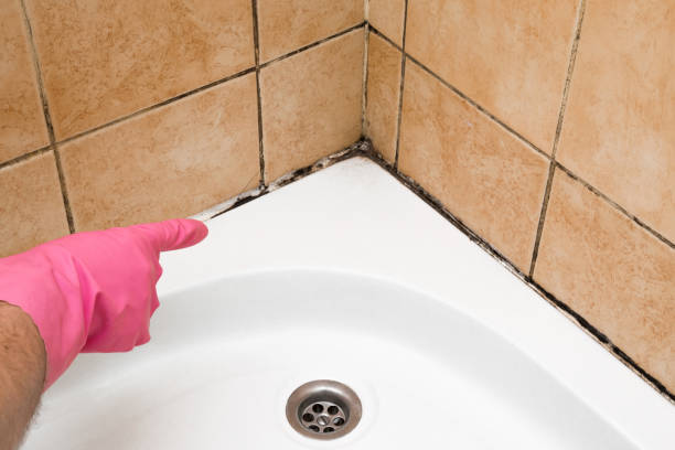 Best Home Mold Removal  in Nicholson, GA